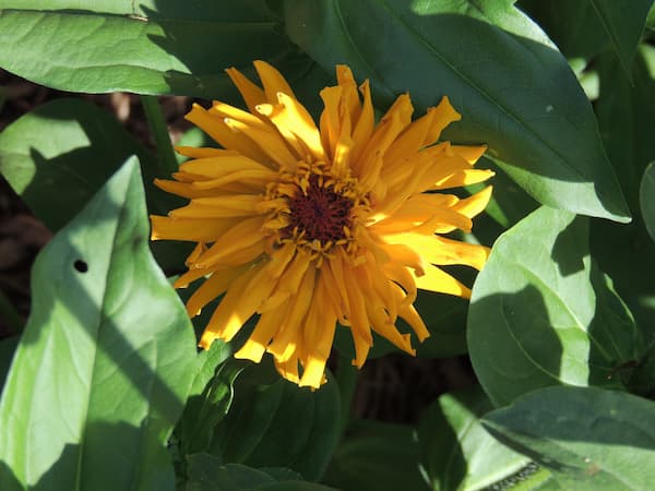 Zinnia Flower Yellow 02