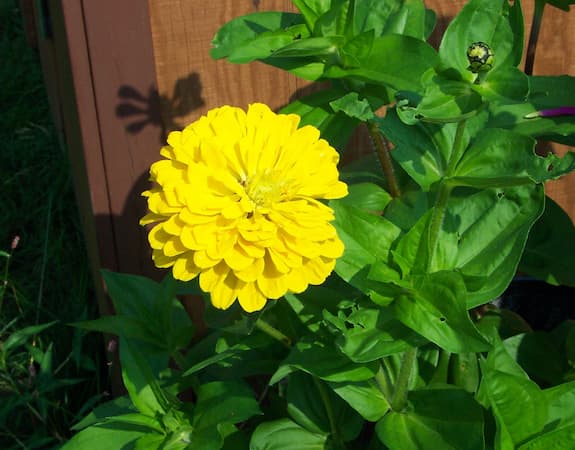 Zinnia Flower Yellow