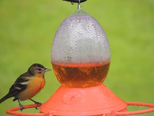 Baltimore Oriole Female 02