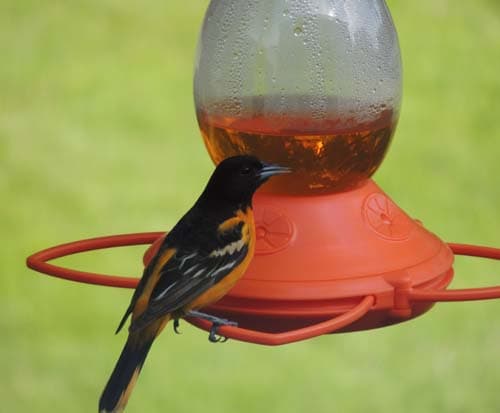 Baltimore Oriole Male 01