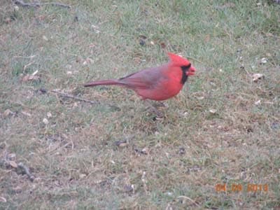 Northern Cardinal Male 03