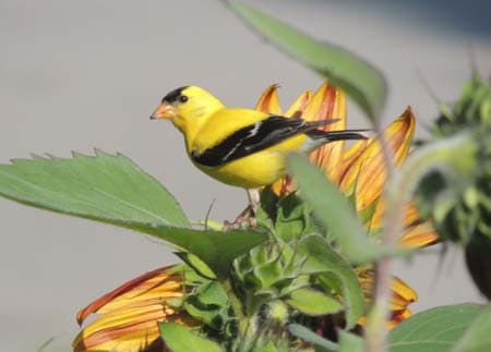 Goldfinch Bird 02