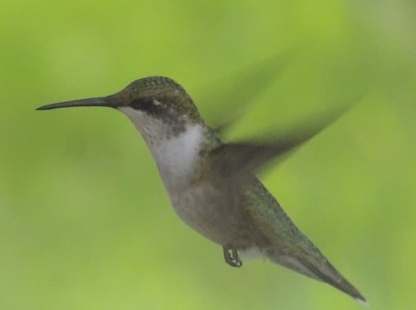 Hummingbird 2021