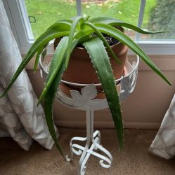 Aloe Plant Health Benefits