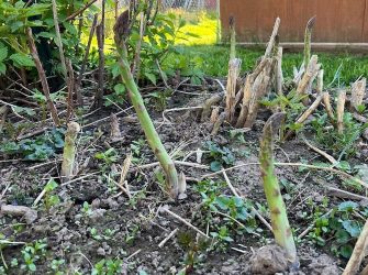 How to Grow Asparagus Spears Grow Asparagus Plants