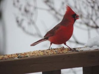 Northern Cardinal Male