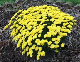 Chrysanthemum Flowers Yellow