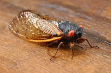 How to Control Cicada Adult Insect, Brood Emergence