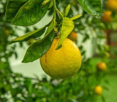 How to Make Lemon Blueberry Muffins recipe