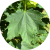 Maple Leaf Flaticon