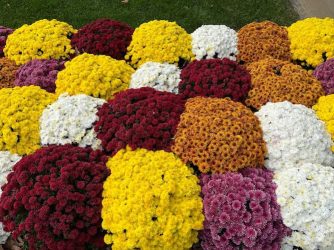 How to grow chrysanthemum plants. Hardy Mums Flower Plant. Home gardening.