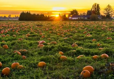 Pumpkin Patch, pumpkin picking tips