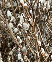 Pussy Willow, how to force blooms. How to Grow