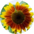 Sunflower Flaticon