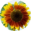 Sunflower Flaticon
