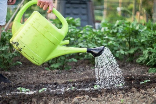 Watering Cucumber Seedlings