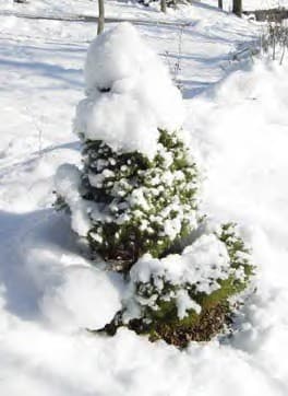 Arborvitae Tree Winter Protection