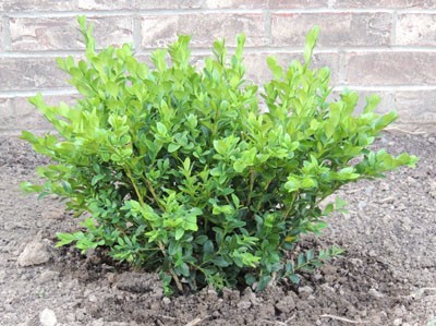 Boxwood Shrub 2015-02