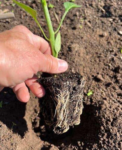 Root Bound Plants