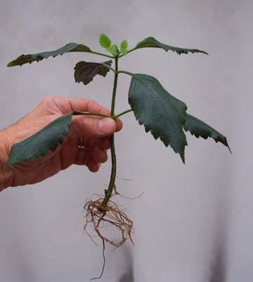 Root Cutting Plant Propagation