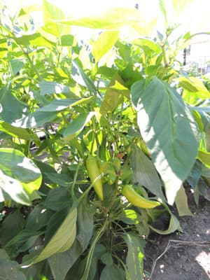 Banana Peppers Plant