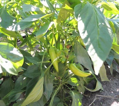 Banana Pepper Plants 2016-01