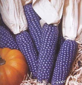Blue Mini Ornamental Corn
