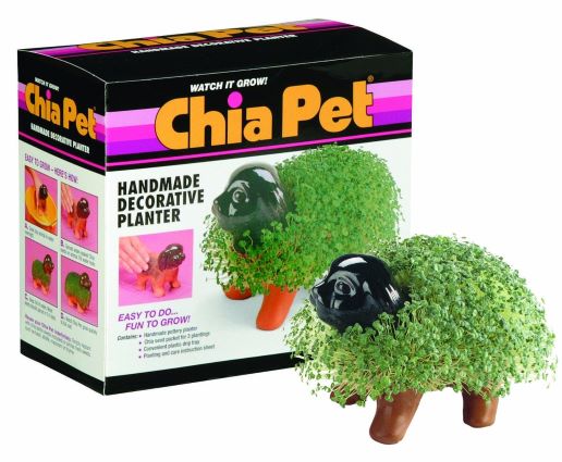 Chia Herb Plant