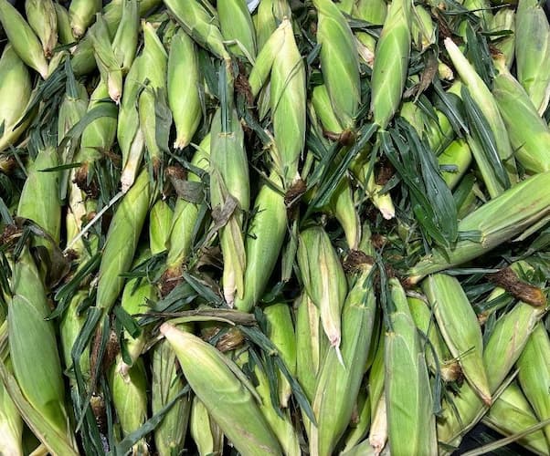 How to Grow Sweet Corn Ears