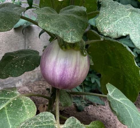 Eggplant Varieties 2023