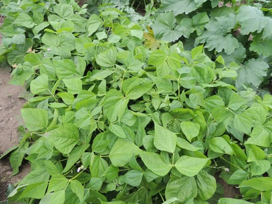 Green Beans Plant 2017-01