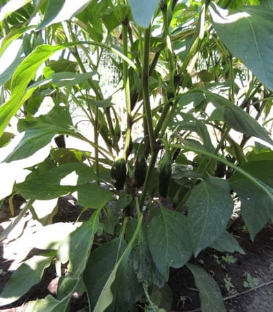 Jalapeno Pepper Plant