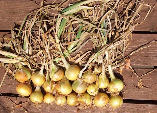 Onions, Harvesting