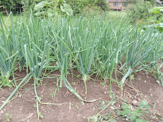 Onion Plants 2021-02