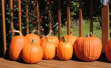 Pumpkins on deck, pumpkin picking tips, how to grow pumpkins
