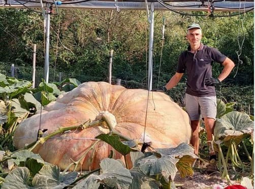 World Record Pumpkin