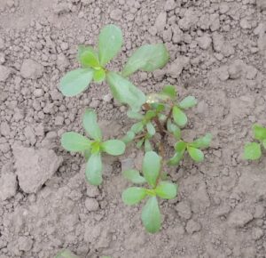 Purslane Weed or Vegetable? How to Grow Purslane Plant as a Vegetable.