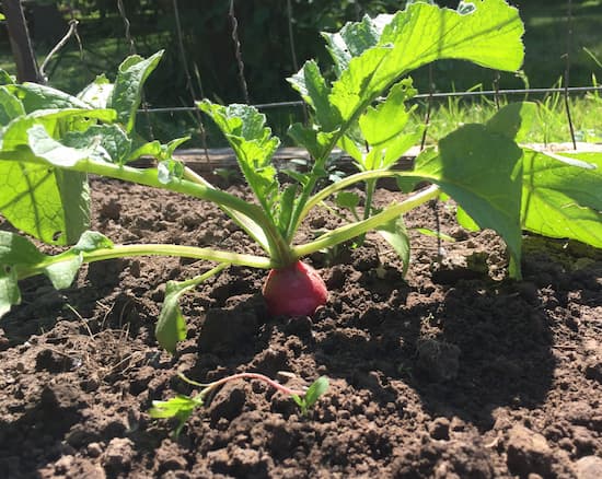 Radish Plant