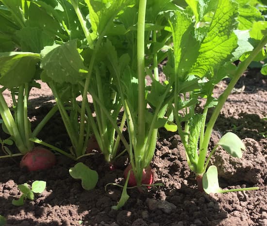 Radish Plants