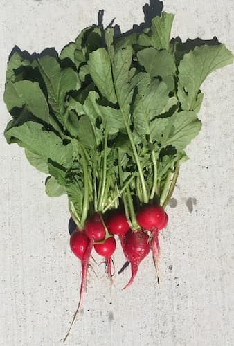 Radishes