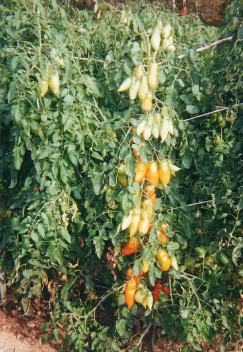 Roma Plum Tomato Plants