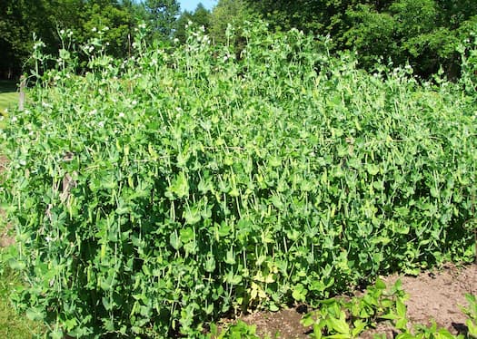 Sweet Peas Plants