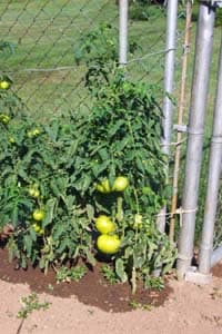 How Tall Do Rutgers Tomatoes Grow 
