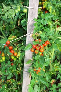 Cherry Tomato Plant 01