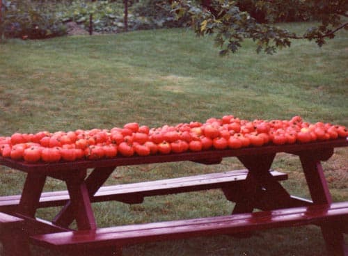 Tomato Garden Harvest